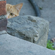 Image for article titled Feral Cats Can Destroy the Environment